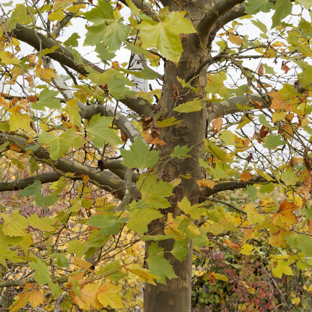 Platanus hispanica El Gordo - Platane