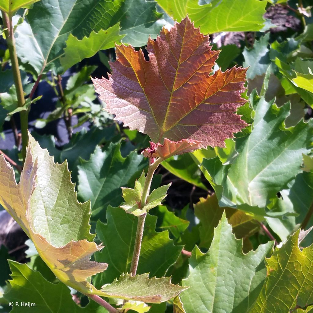 Platanus x hispanica Spartan - Plátano de sombra