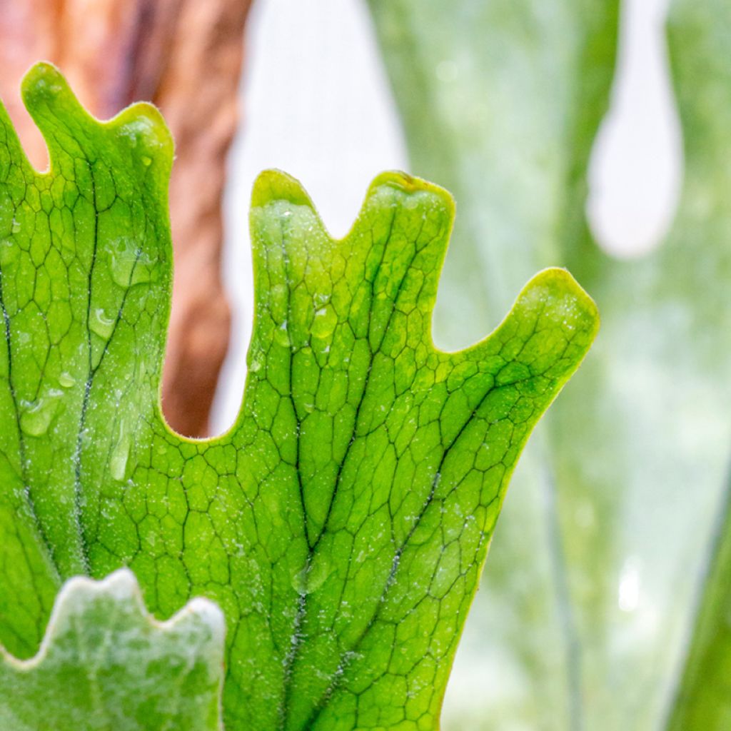 Helecho cuerno de alce - Platycerium alcicorne