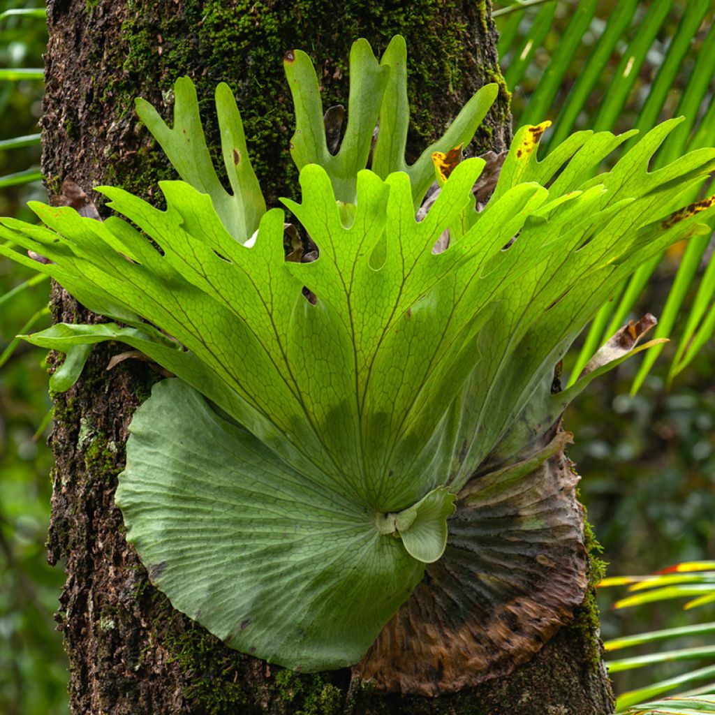Helecho cuerno de alce - Platycerium alcicorne