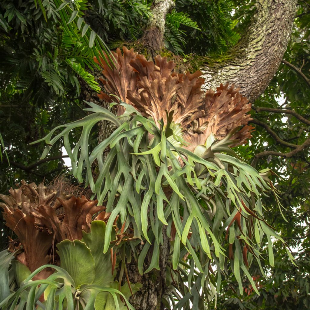 Helecho cuerno de alce - Platycerium alcicorne