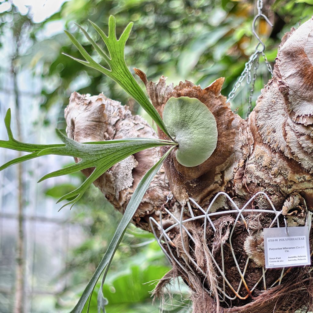 Helecho cuerno de alce - Platycerium bifurcatum