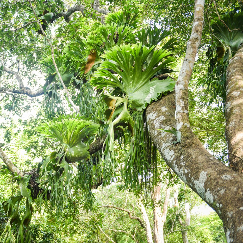 Helecho cuerno de alce - Platycerium bifurcatum