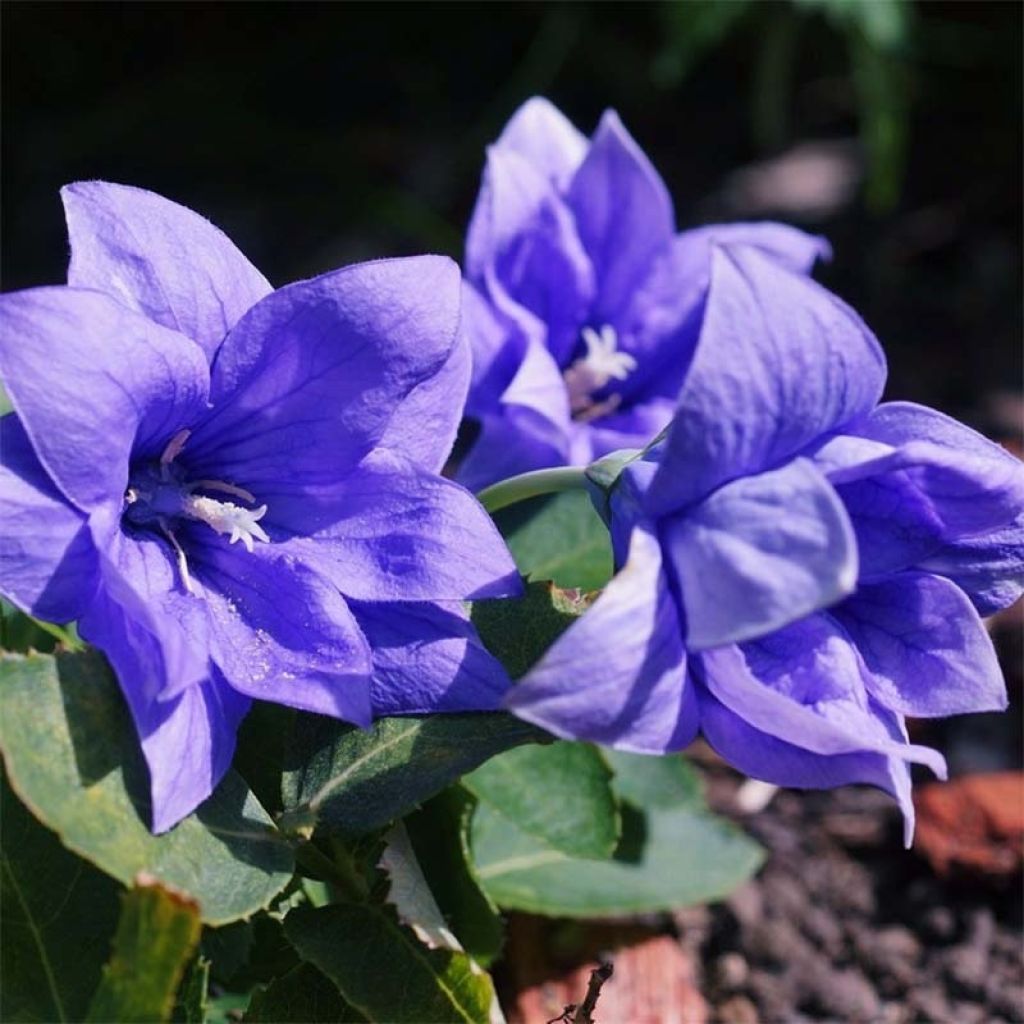 Platycodon grandiflorus Astra Blue