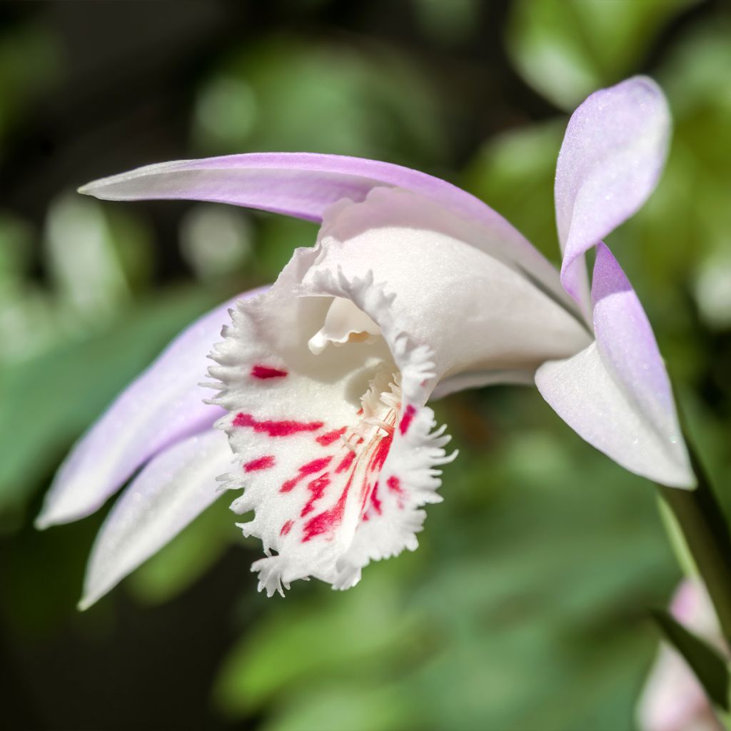 Pleione Glacier Peak