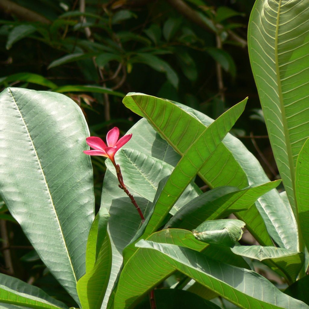 Plumeria rubra - Frangipani
