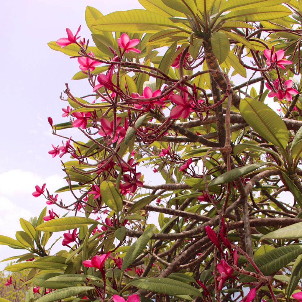 Plumeria rubra - Frangipani