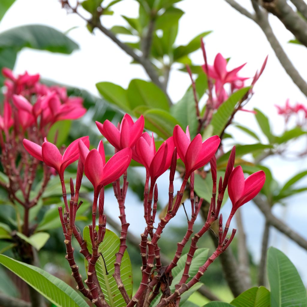 Plumeria rubra - Frangipani