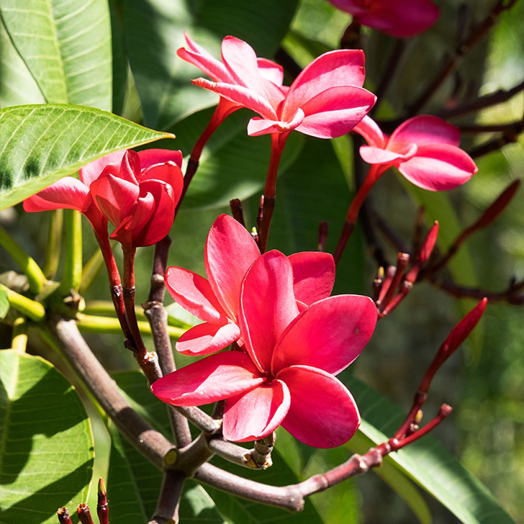Plumeria rubra - Frangipani