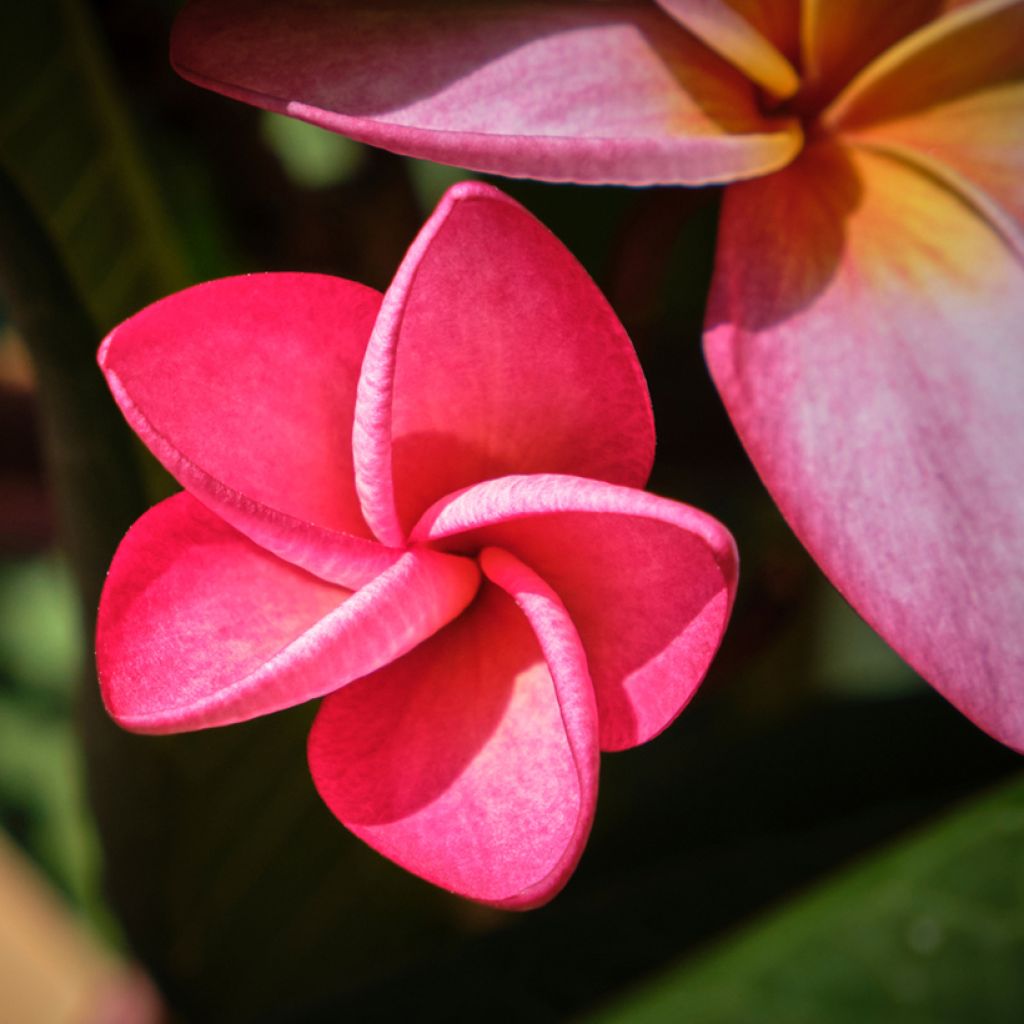 Plumeria rubra - Frangipani
