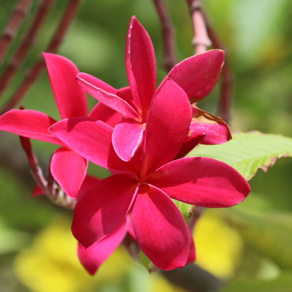 Plumeria rubra - Frangipani