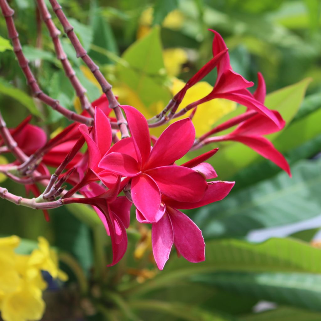 Plumeria rubra - Frangipani