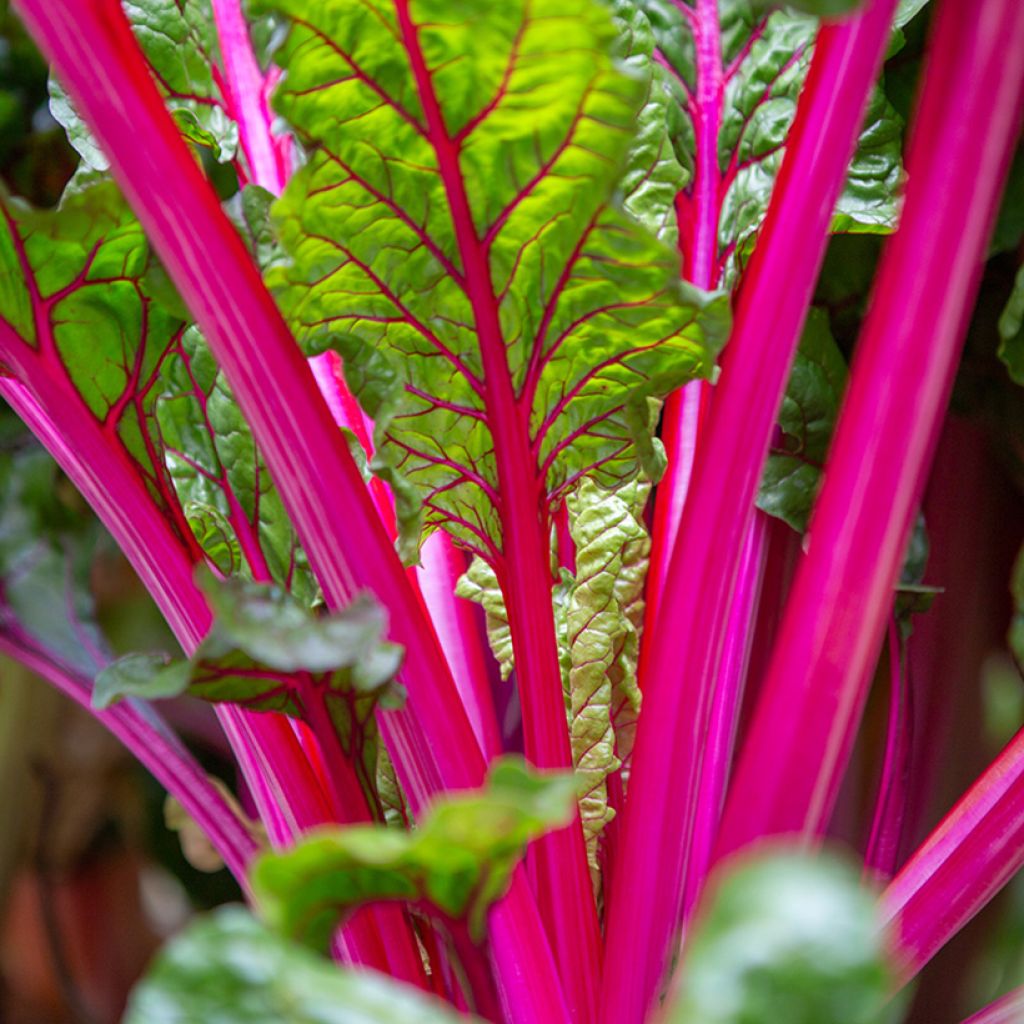 Poirée à cardes multicolores Fireworks BIO