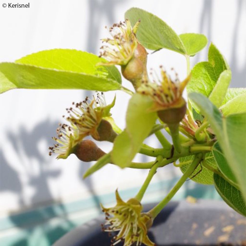 Peral enano Fruit Me Pear Me Williams Bon-Chrétien