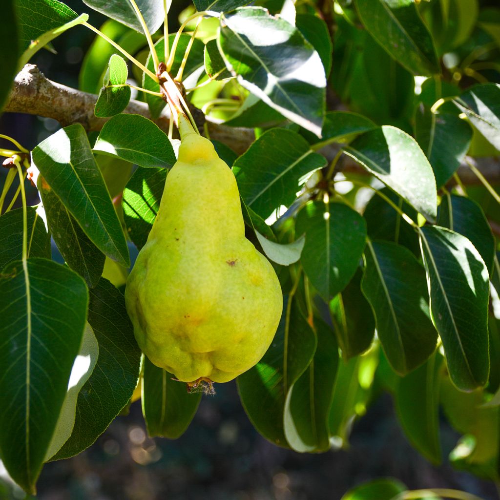 Pera Early Shu - Pyrus bretschneideri