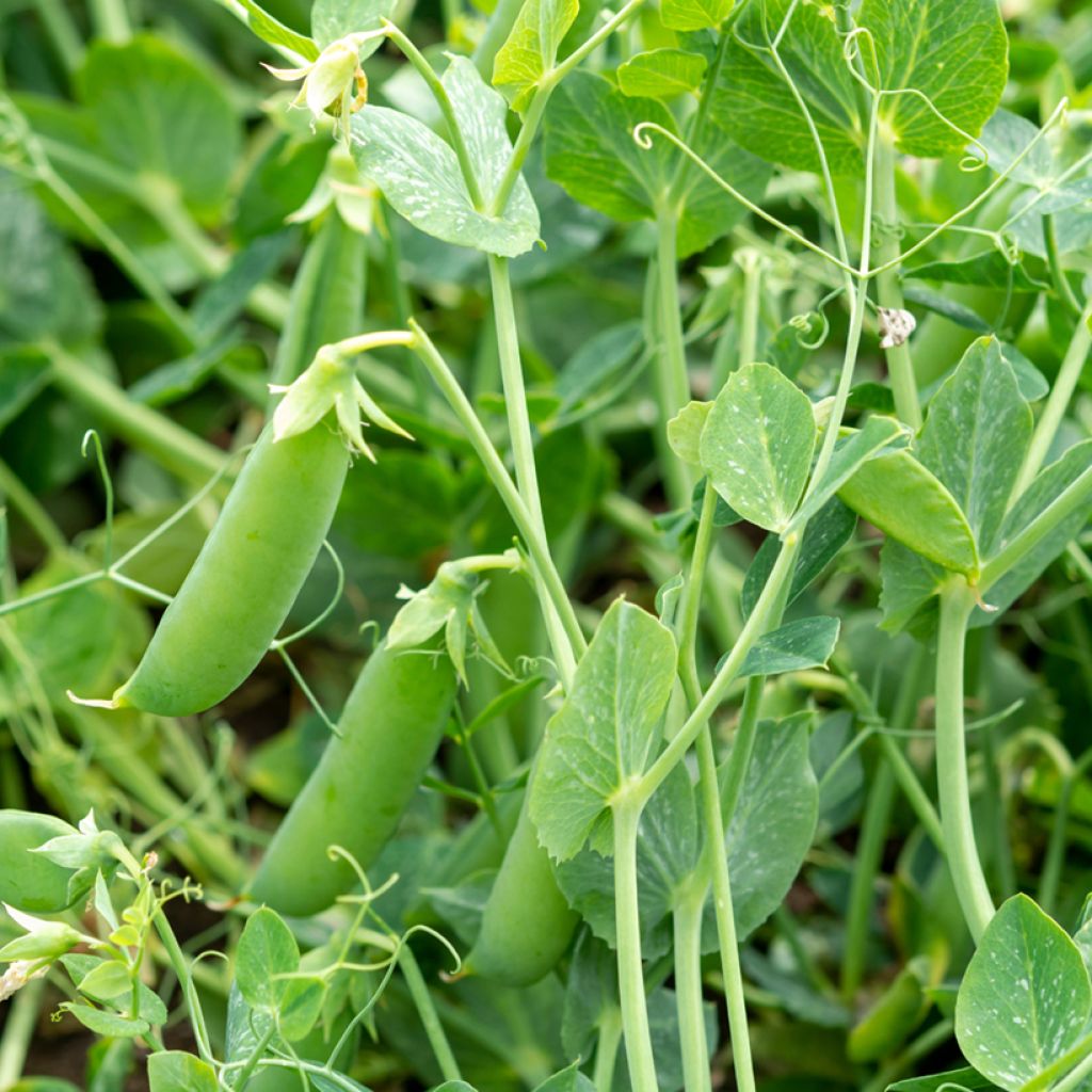 Guisantes verdes Sugar Snap Delikett