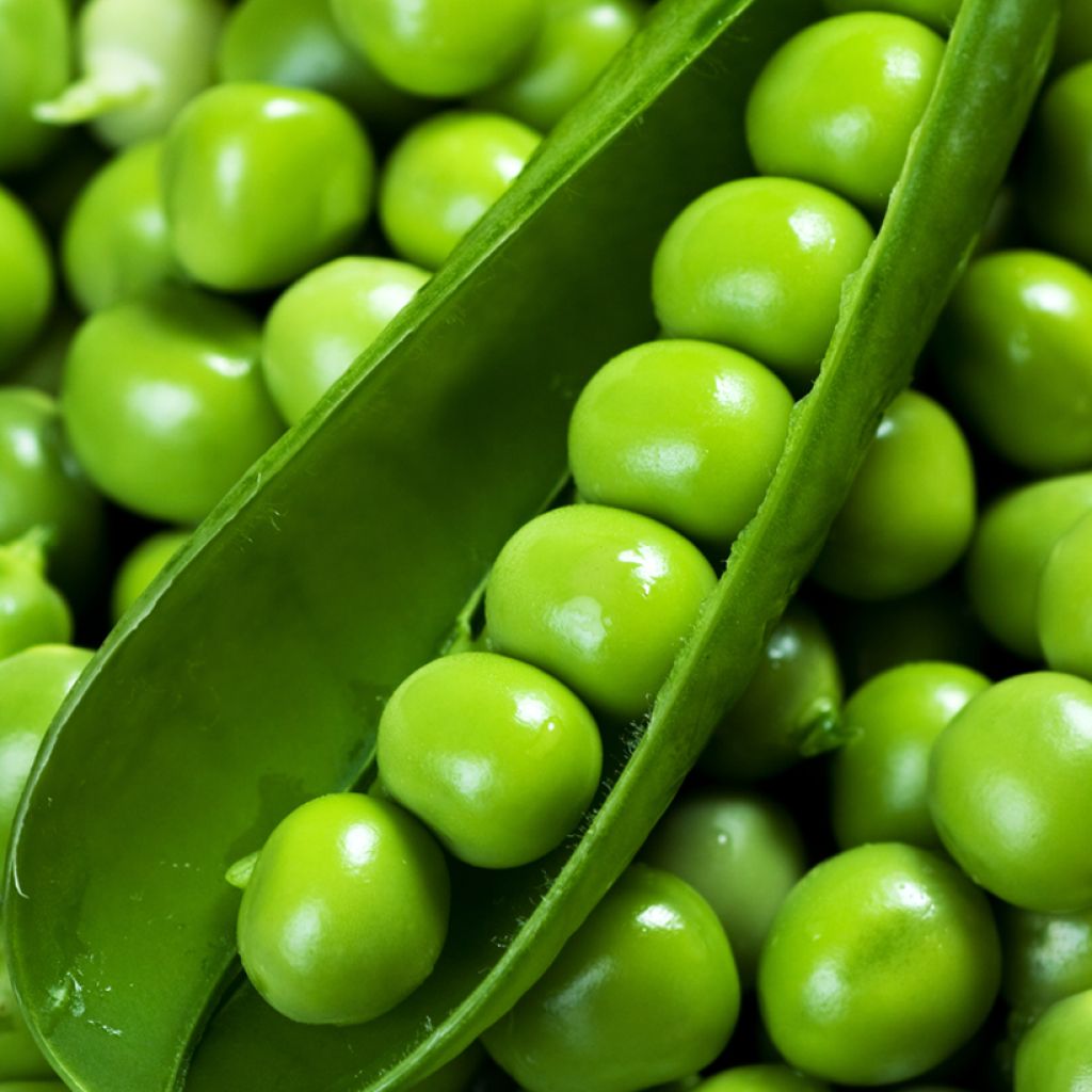 Guisantes verdes Télévision