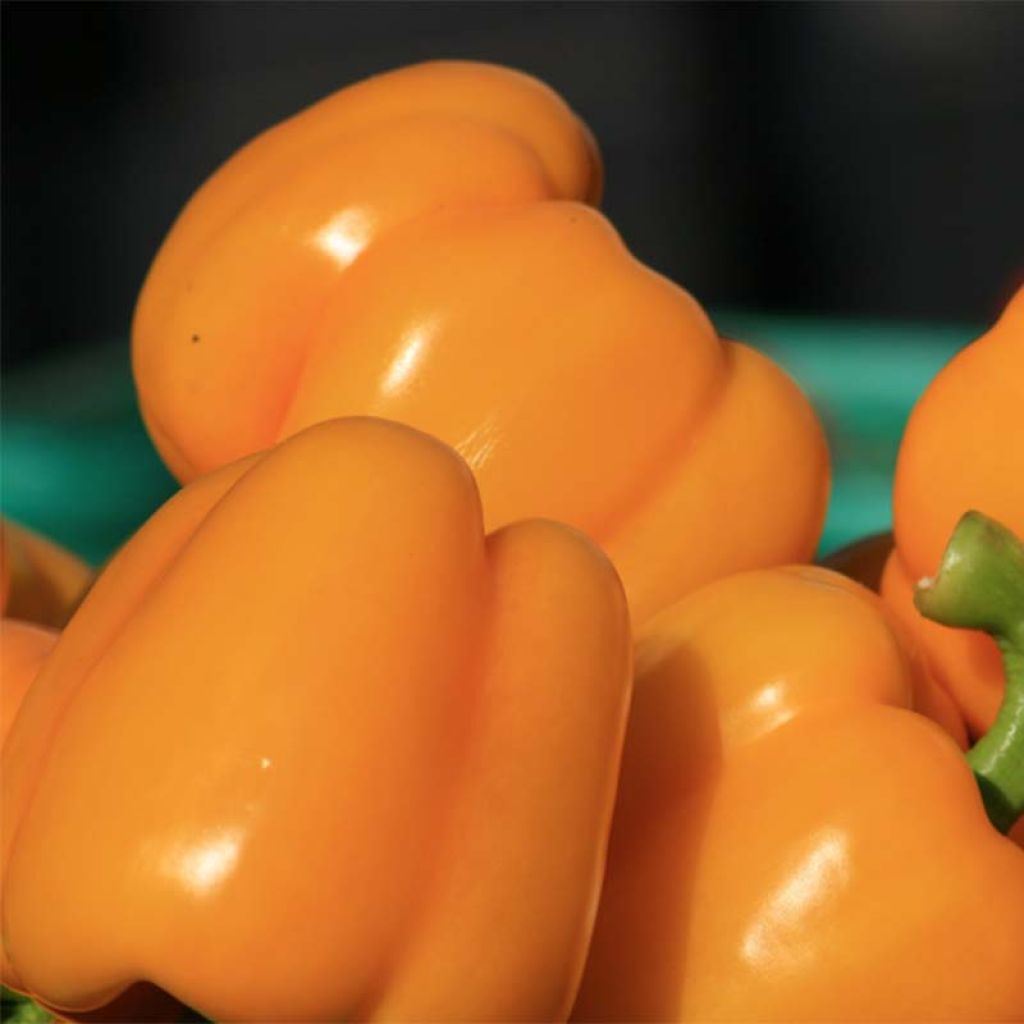 Pimiento Ariane
