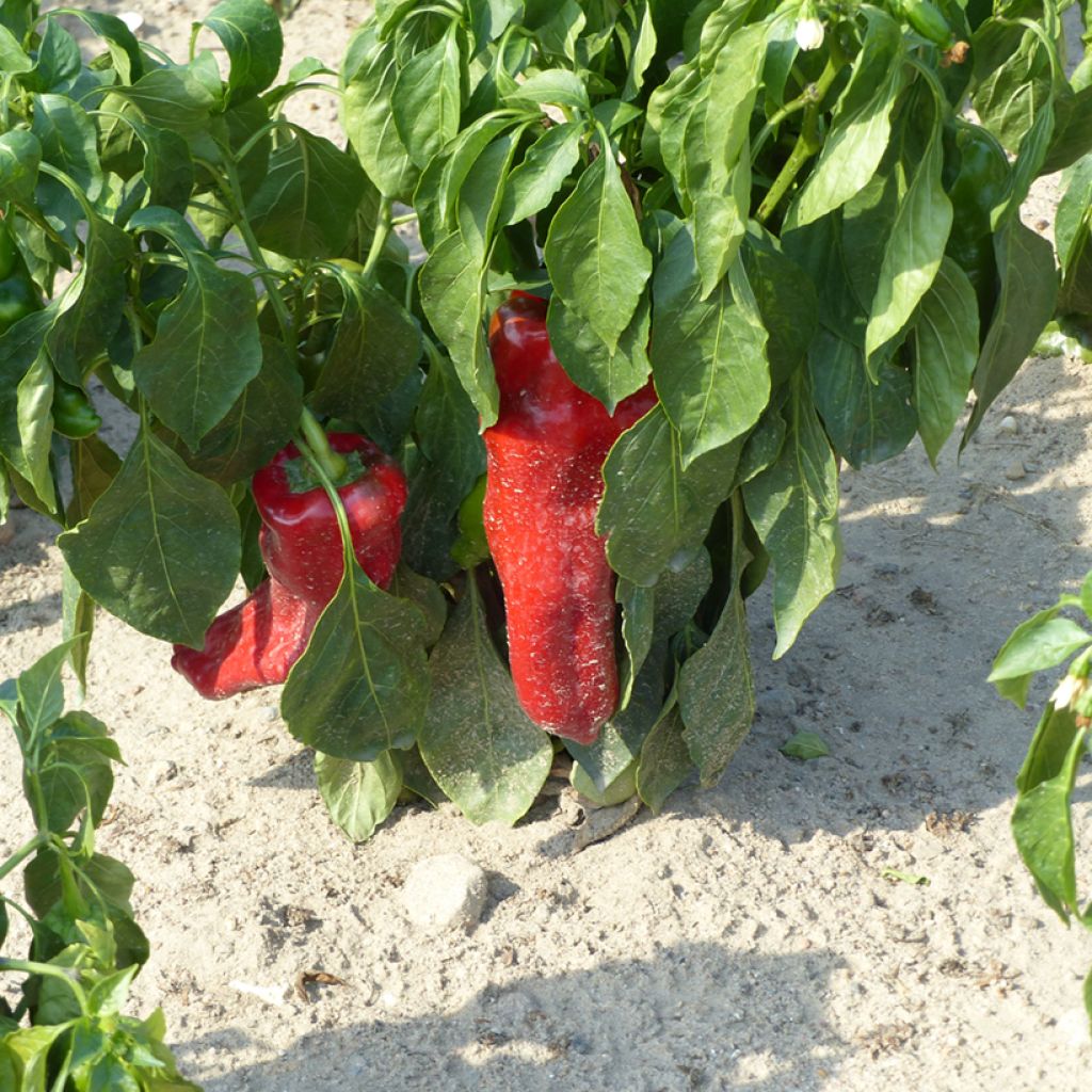 Pimiento Corno di Toro Rosso