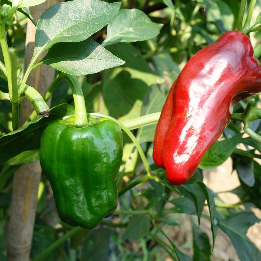 Pimiento Rojo Marconi