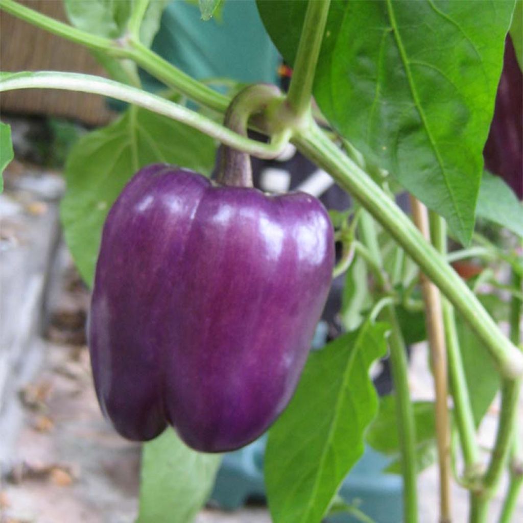 Pimiento Purple Bell