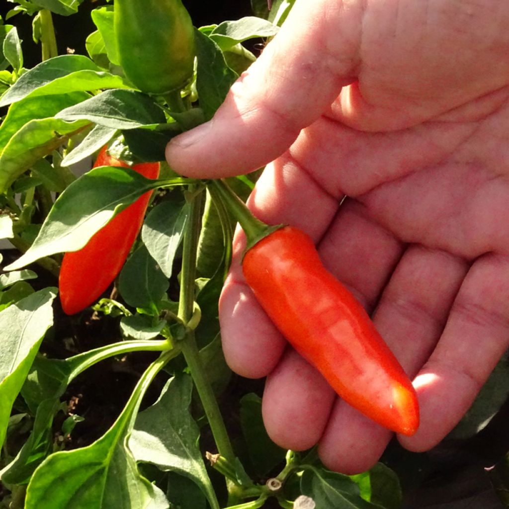 Pimiento Tangerine Dream