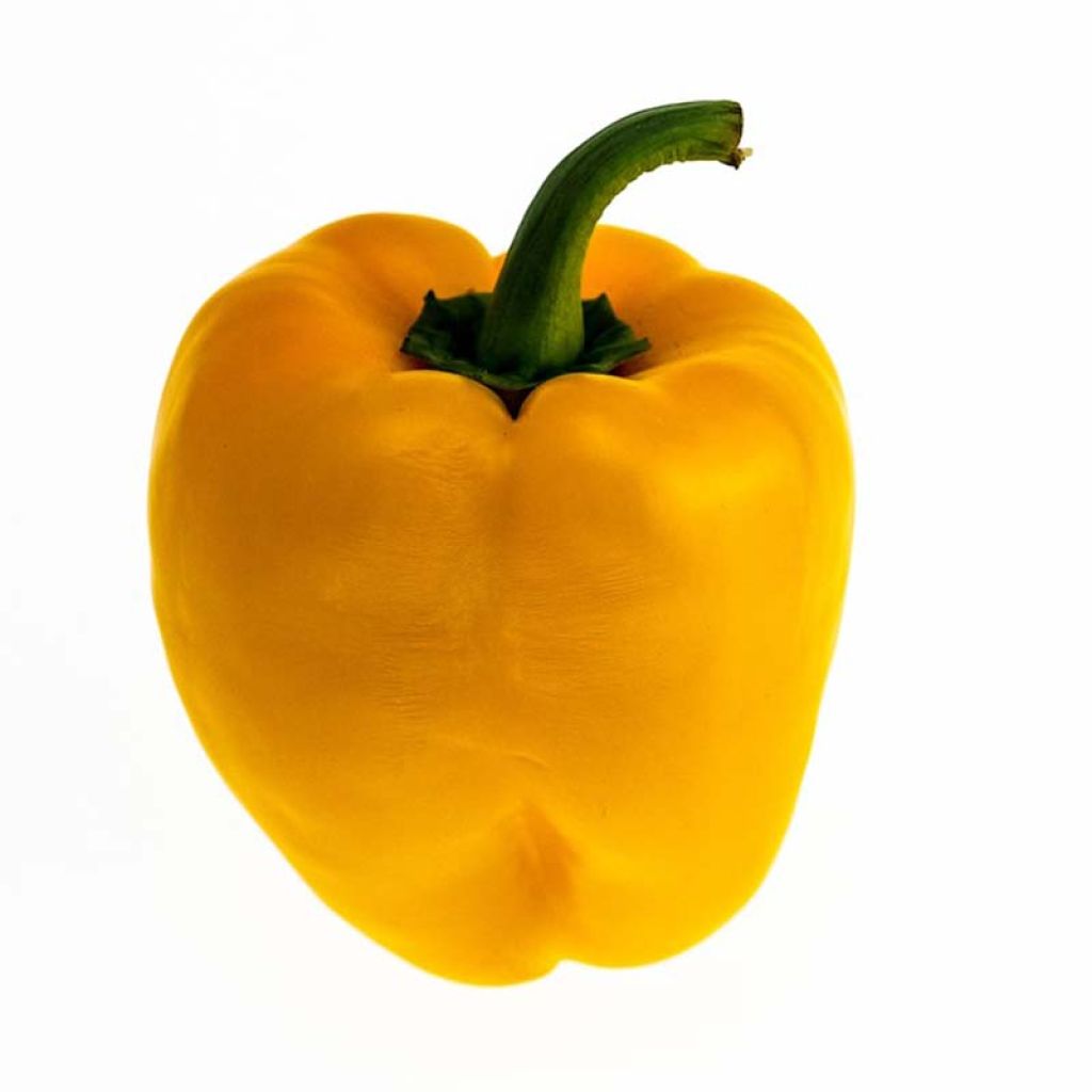 Pimiento jaune Tenor F1