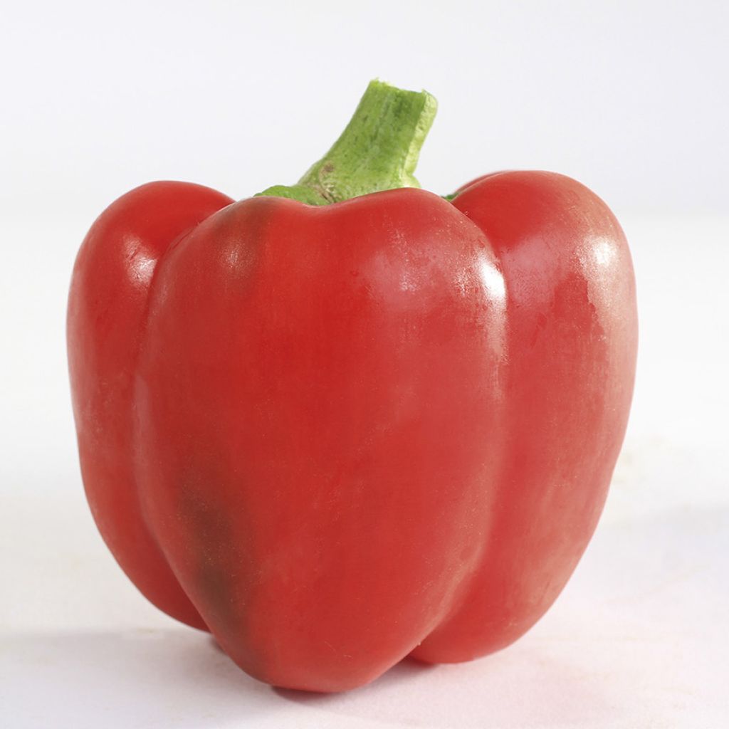 Pimiento Yolo Wonder Bio