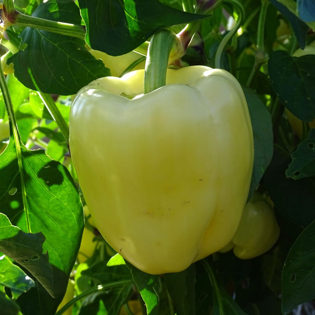 Pimiento Bellkaro F1