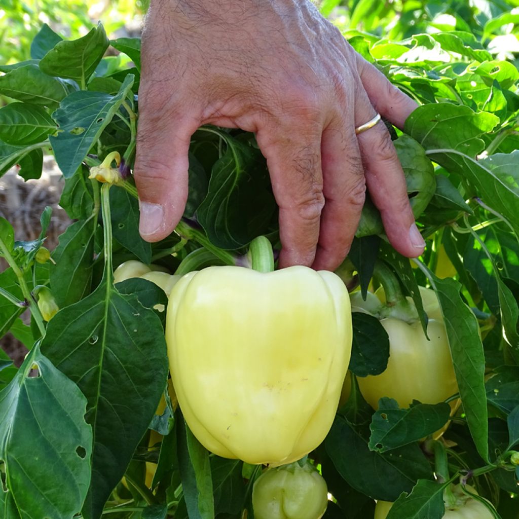 Pimiento Bellkaro F1