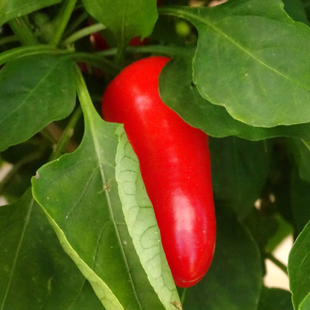 Pimiento Snackor F1