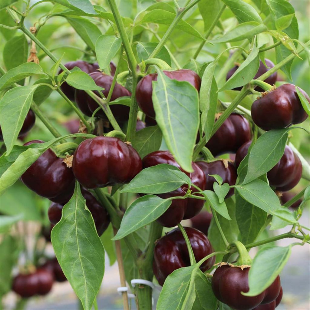 Pimiento Mini Chocolate Bell