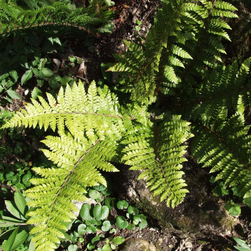 Polystichum braunii - Helecho