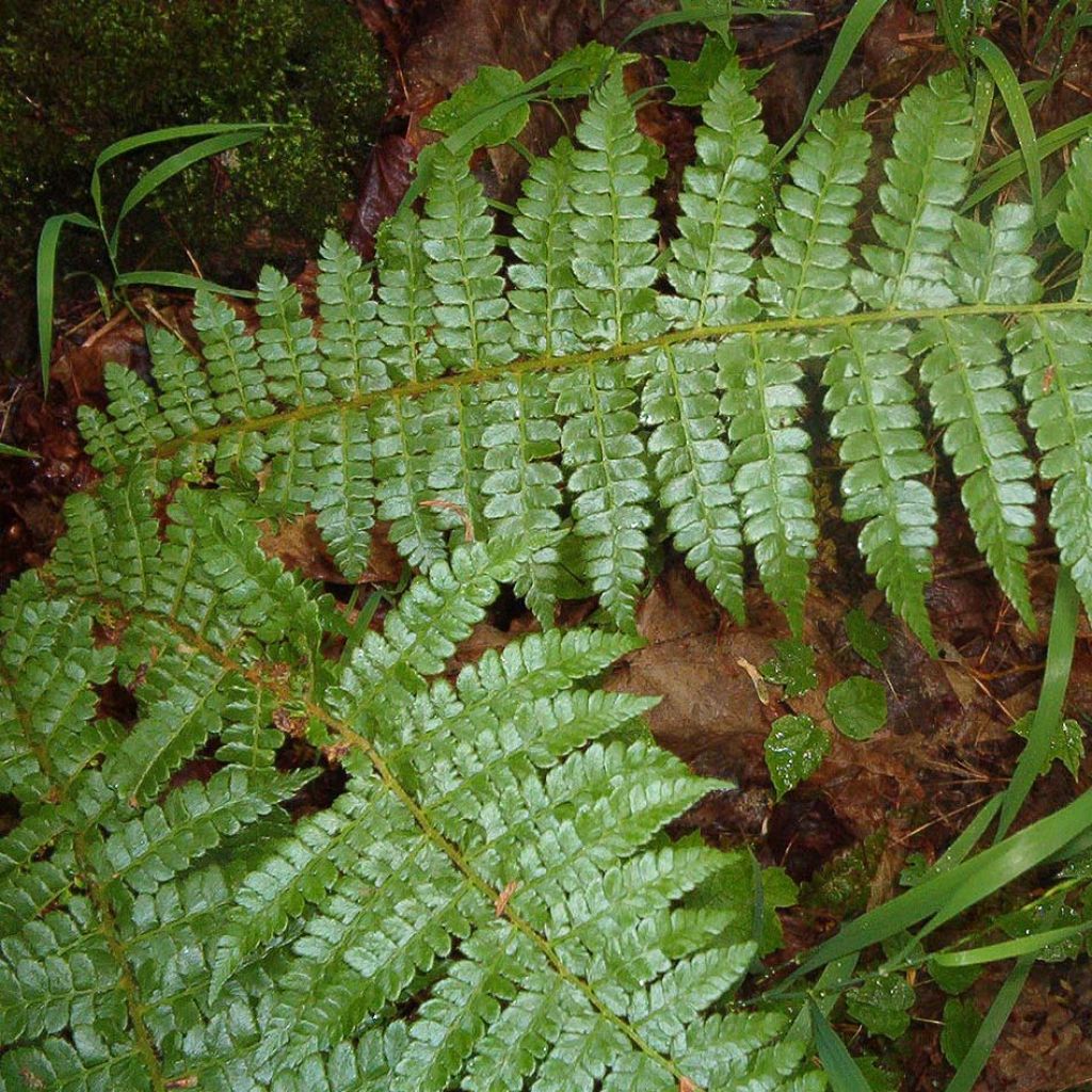 Polystichum braunii - Helecho