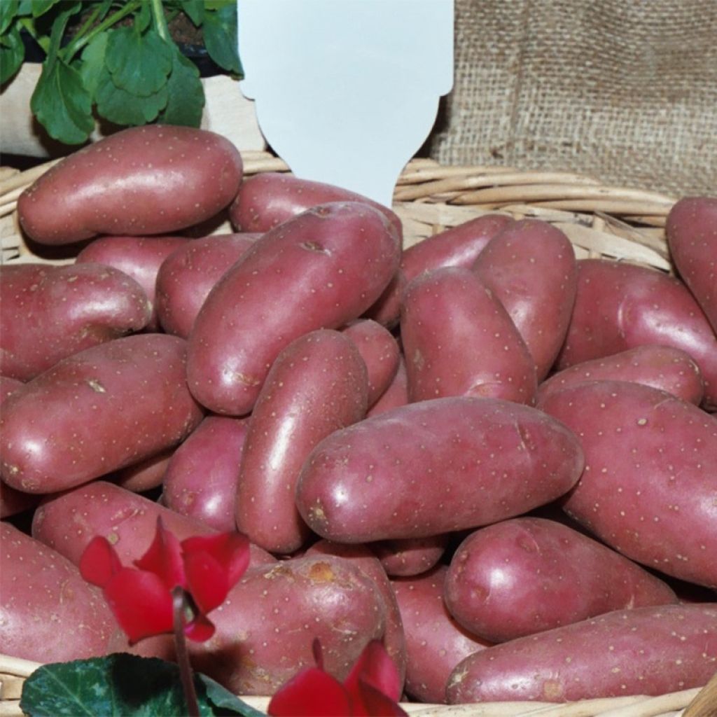 Patata Cherie