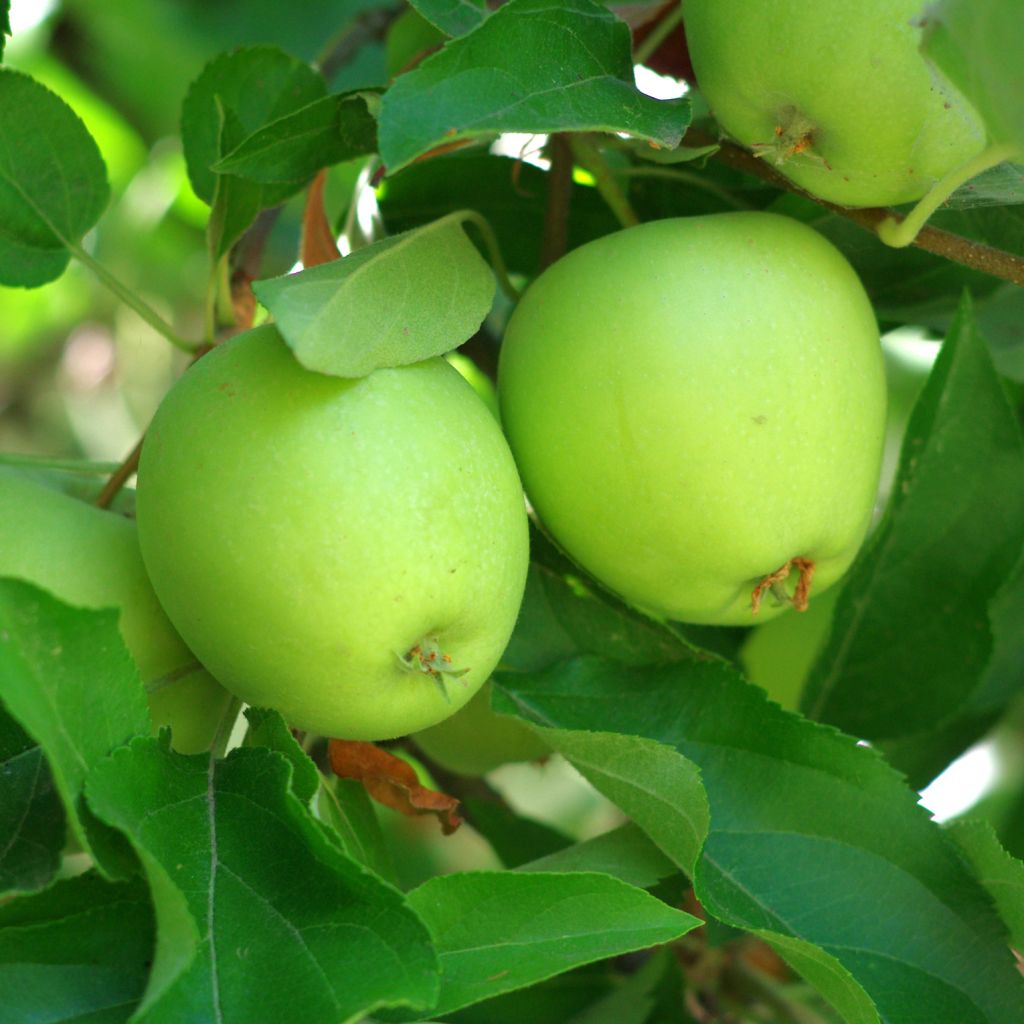 Manzano Granny Smith