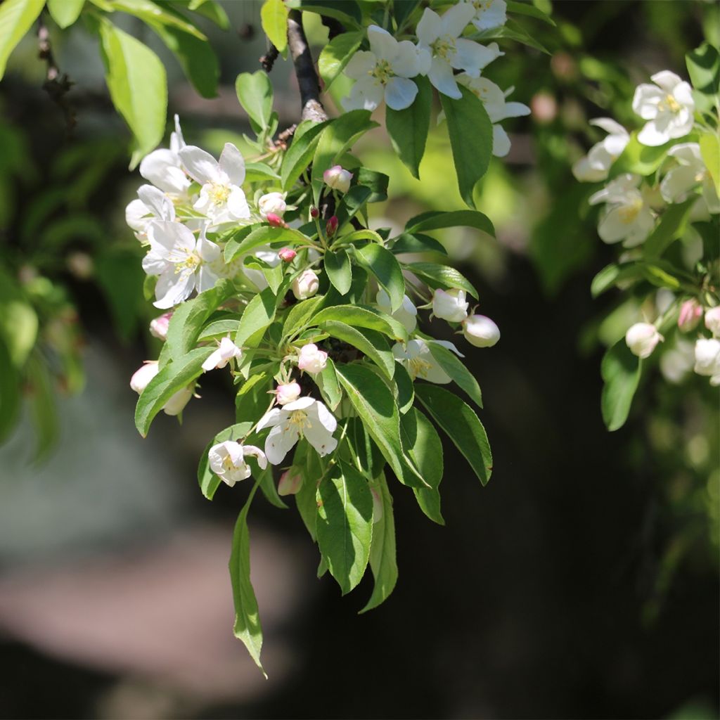 Manzano de flor Sugar Tyme