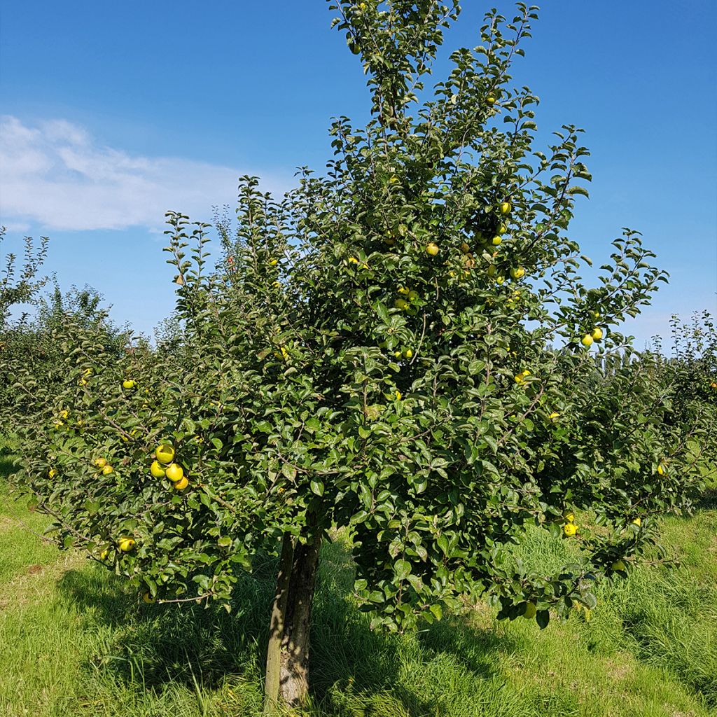 Manzano Reinette Blanche du Canada