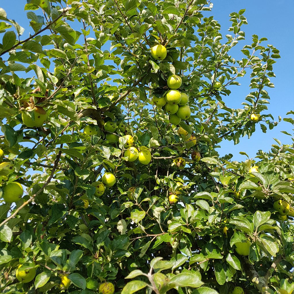 Manzano Reinette Blanche du Canada