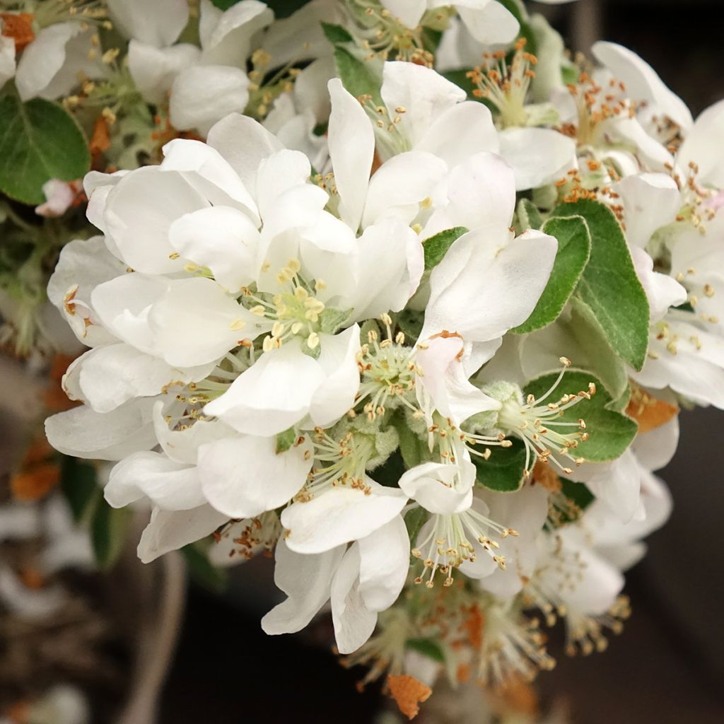Manzano columnar Villandry