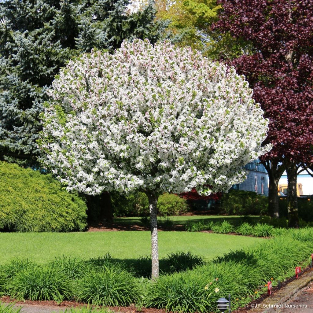 Malus JFS Sparkling Sprite - Manzano de flor