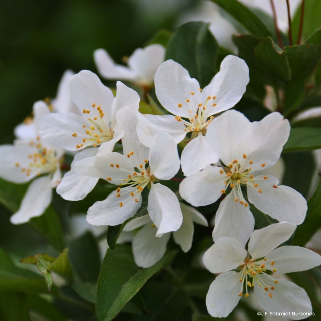 Malus JFS Sparkling Sprite - Manzano de flor