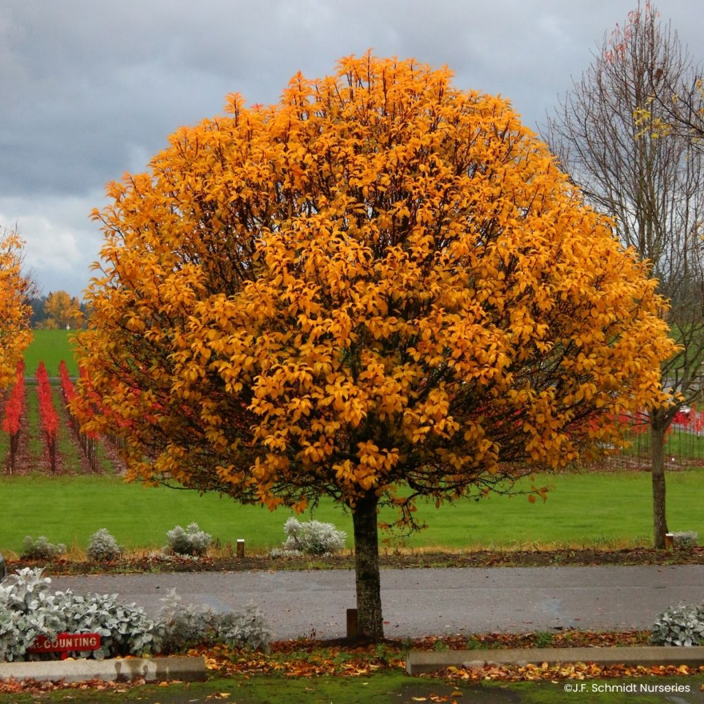 Malus JFS Sparkling Sprite - Manzano de flor