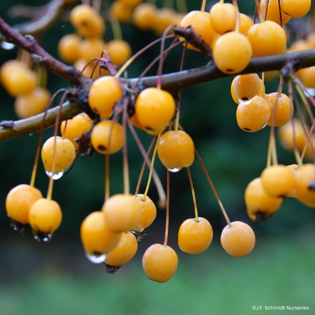 Malus JFS Sparkling Sprite - Manzano de flor