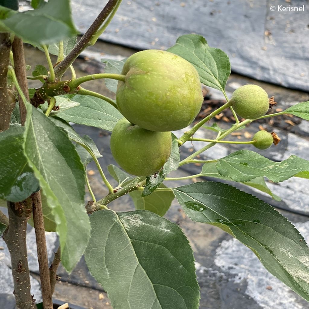 Manzano enano Fruit Me Apple Me Yellow Golden