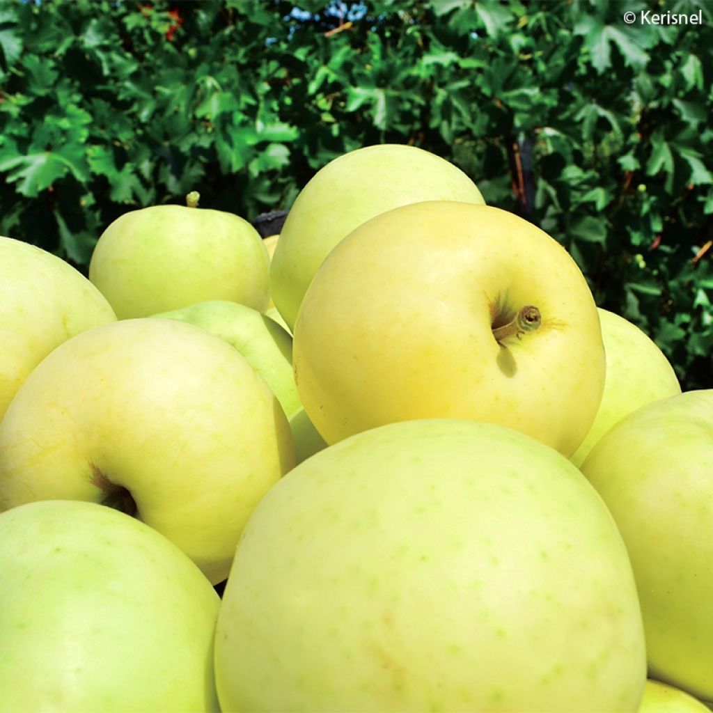 Manzano enano Fruit Me Apple Me Yellow Golden