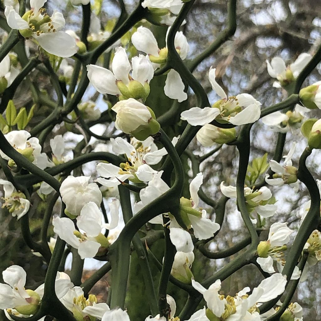 Naranjo trifoliado Flying Dragon - Poncirus trifoliata