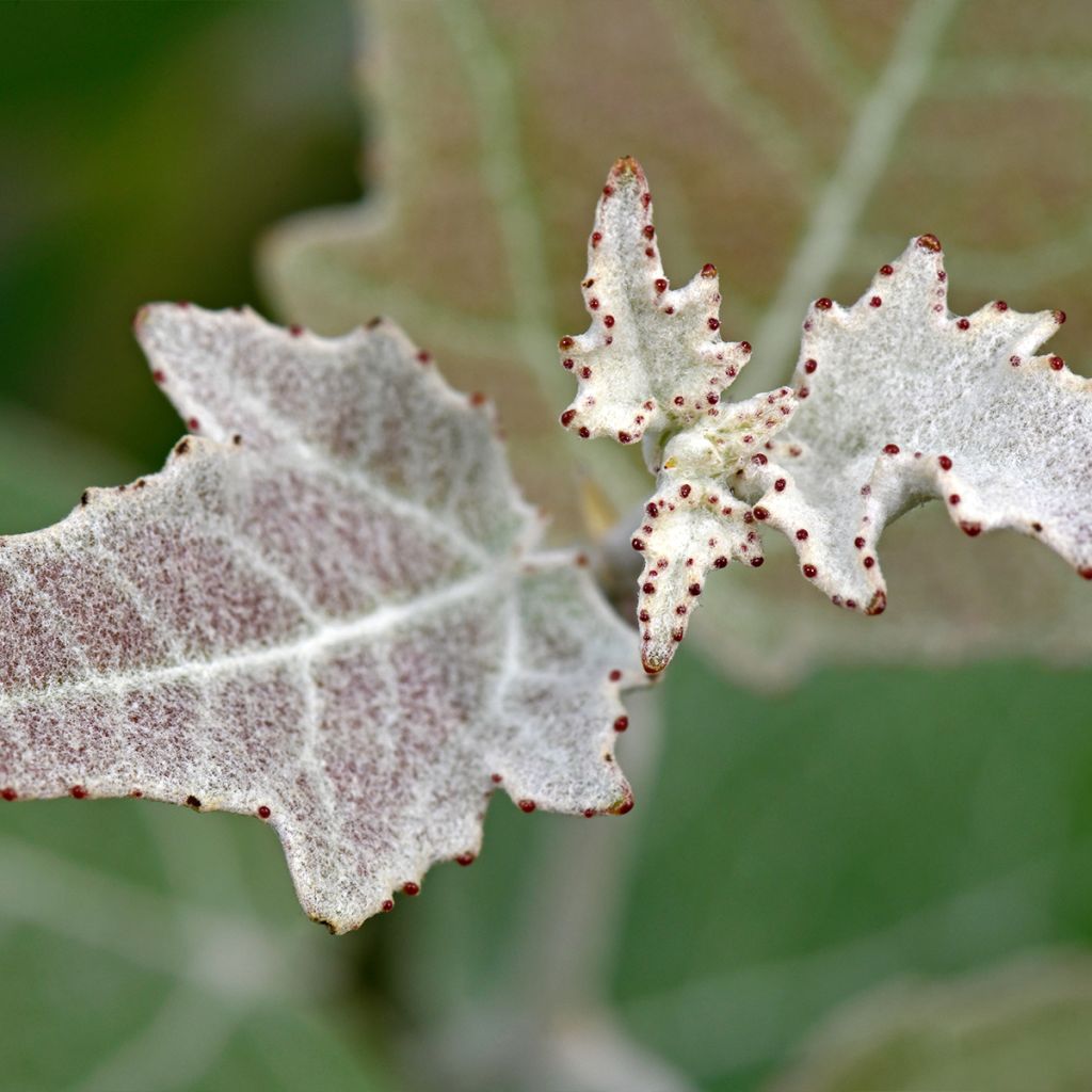 Populus alba - Álamo blanco