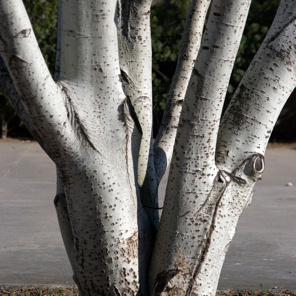 Populus alba - Álamo blanco