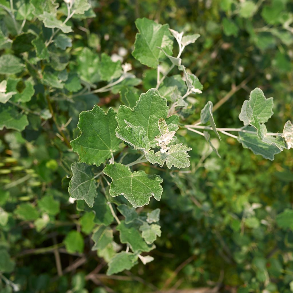 Populus alba - Álamo blanco